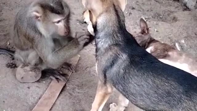 funny animal situations