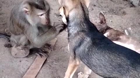 funny animal situations