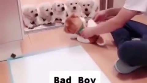 Dog training video