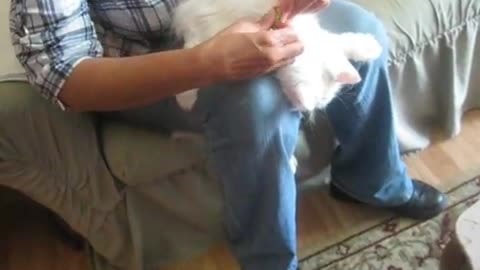 Fluffy Isn't Happy About The Doc's Visit