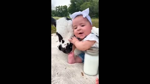Funniest Animals Shorts #shorts #animals #pets #funny #funnyanimals
