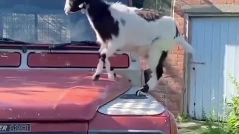 Goats Are Amazing and Funny!!!