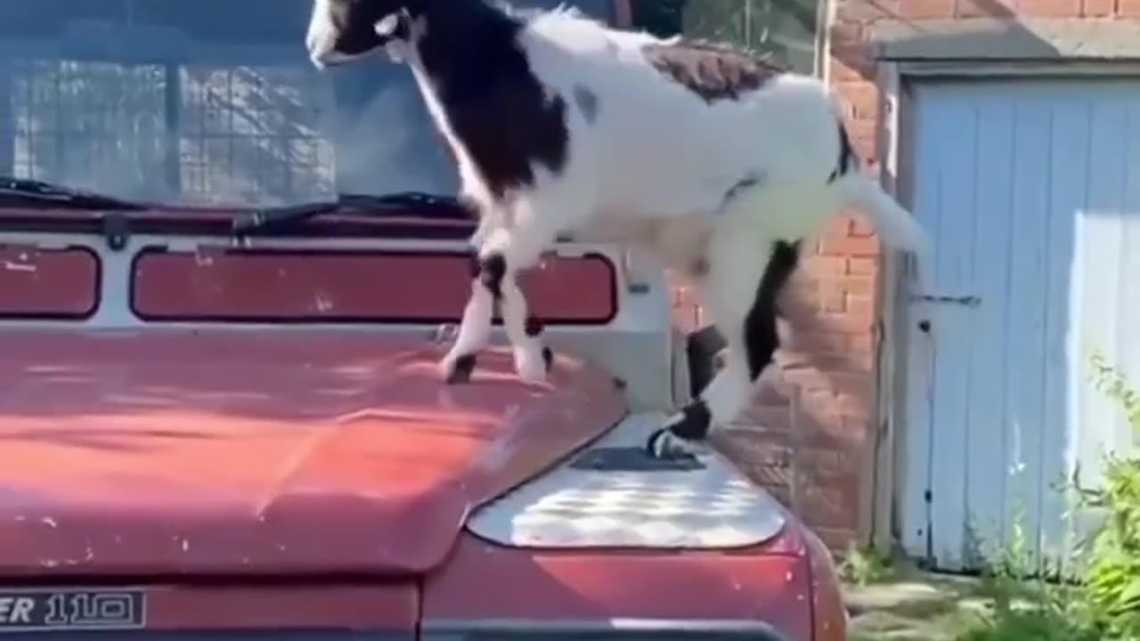 Goats Are Amazing and Funny!!!