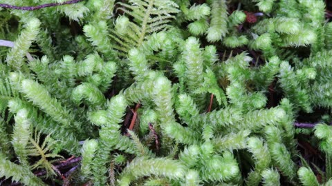 Pipecleaner Moss