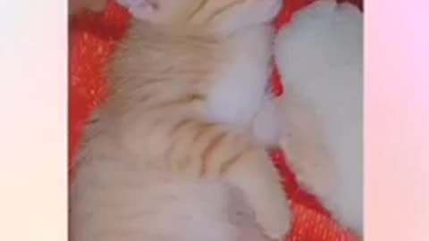 Paola’s beautiful cat in Honduras
