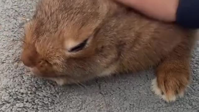 Bunny Life Sharing #funny #bunny #rabbit #foryoupage #fyp