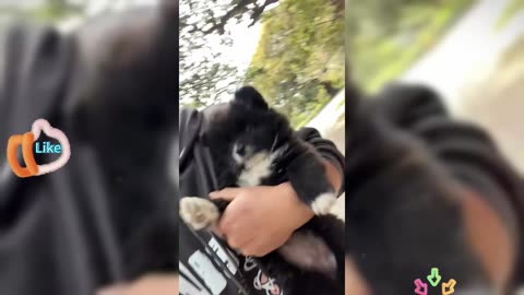 Whose little dog was left on the roadside and nobody wanted it, so I took it with me