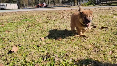 Shiba Inu Puppies Playing