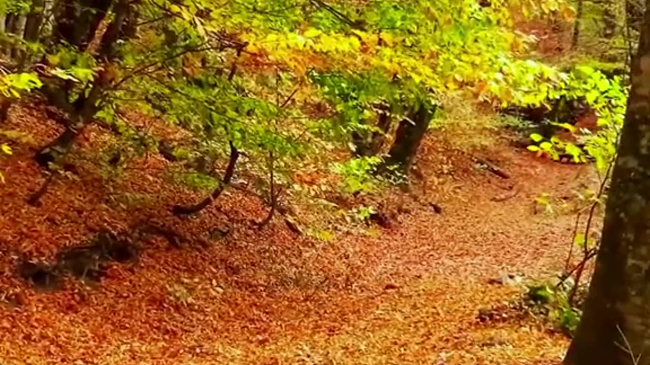Music Relaxing , Sleep Music, Stress Relief Music, Spa, Meditation, Yoga, Zen, Sleeping Music🔴