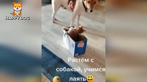 Funny Animals Videos 😂 - Funniest Cats and Dogs 😸🐶 149