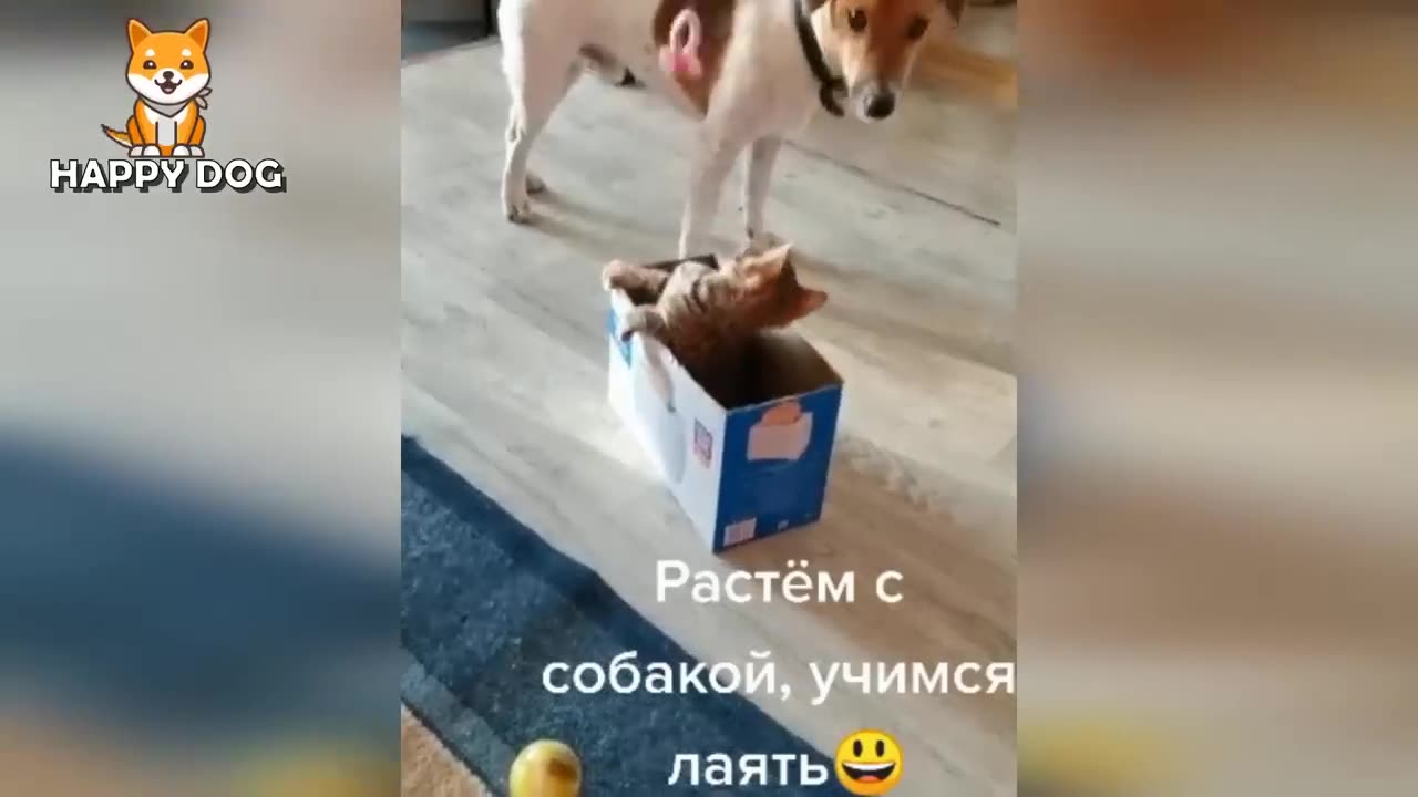Funny Animals Videos π - Funniest Cats and Dogs πΈπΆ 149