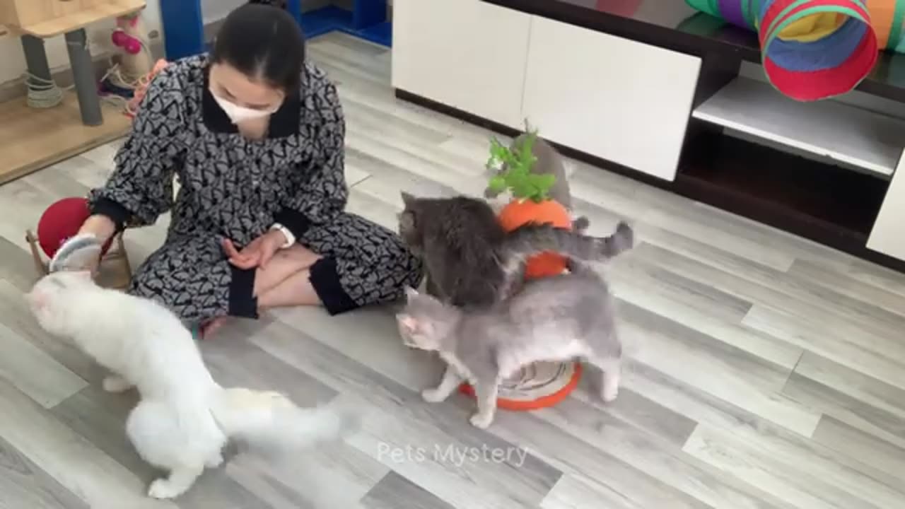 Hilarious Cat Antics That Will Make You LOL!
