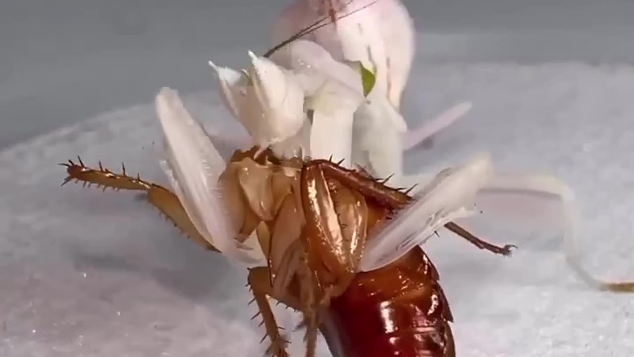 Mantis eating Timelapse