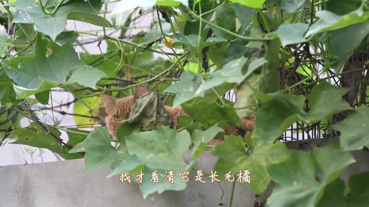 True love is decisive when it is released. Xiaocihua's true nature is really naughty