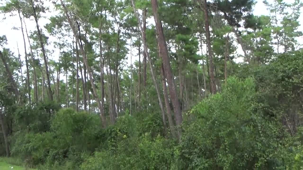 Florida Pine Flatwoods