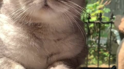 Best Cat Funny Video