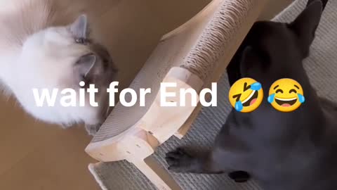 cute cat birthday funny video