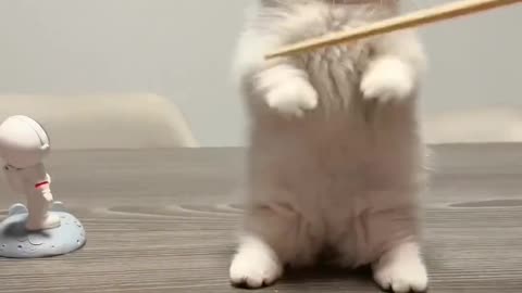 #cute cat