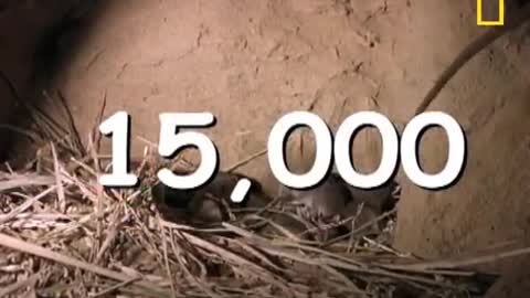 How two rats become 15000