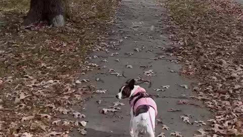 What fell from this tree Princess