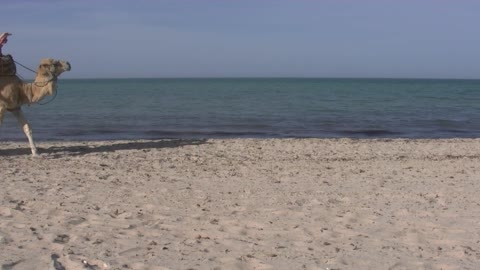 Enjoy a camel ride on the beach