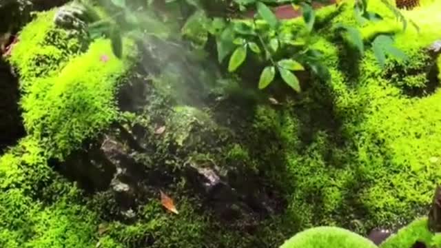 Water the plant