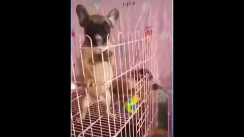 https://www.youtube.com/watch?v=V0LfCBYfJtw&pp=ygUXZnVubnkgdmlkZW9zIG9mIGFuaW1hbHM%3D