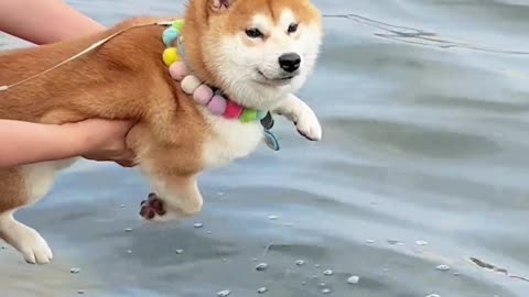 Animals funny video