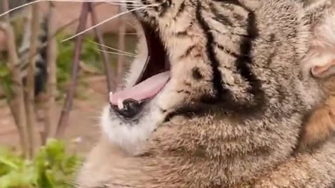 Funniest Cat Videos on the Planet
