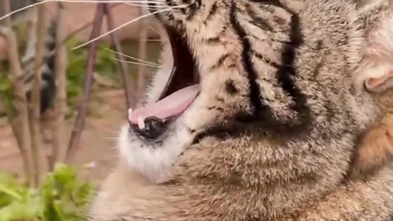 Funniest Cat Videos on the Planet