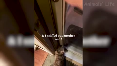 Best Funny Animal Videos 2022 😂