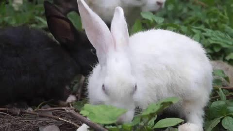 Beautiful Cute Rabbit Video.