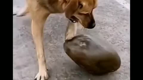 A dog's daily routine