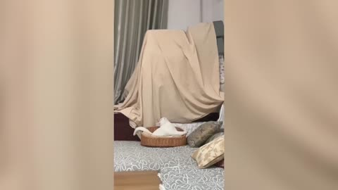 Funny Animal Video_Funny Cats & Dogs_Try not to Laugh Animals