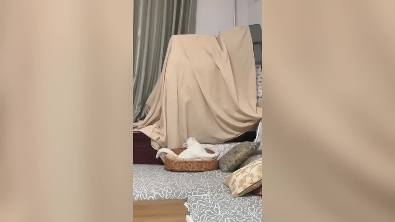 Funny Animal Video_Funny Cats & Dogs_Try not to Laugh Animals