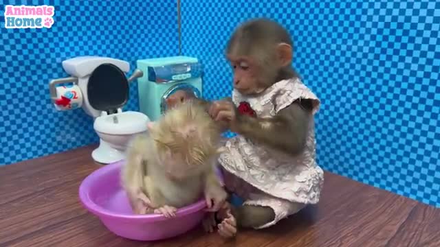BiBi helps dad take care of baby monkey OBi