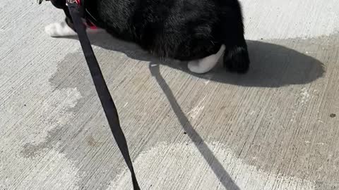 Rolling Kitty