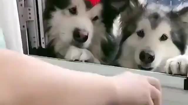 feeding dog