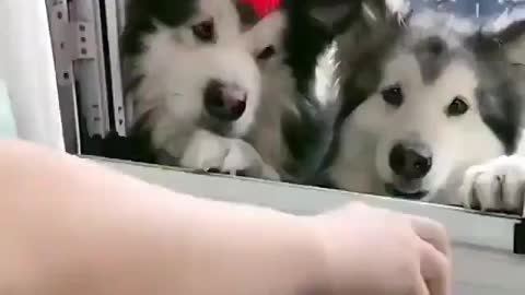 feeding dog
