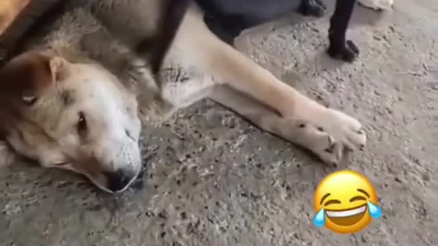 Funny 🐺😍😘 dogs 2021 #shorts #funnydogs