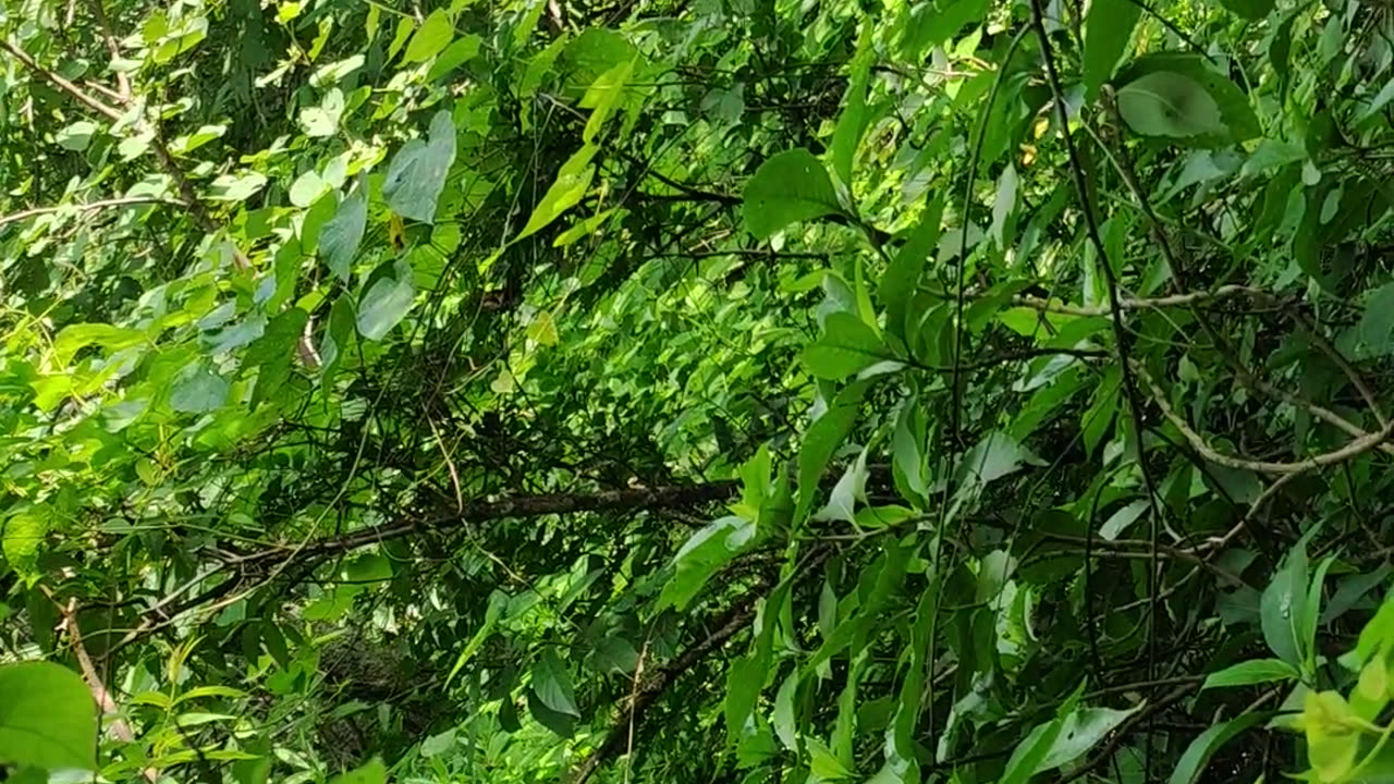 Check Out Amazing Sounds of Nature