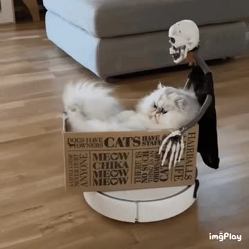 Cute Cat Gif