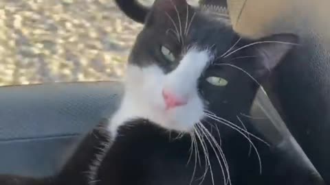 Funny Dogs And cat’s Viral Video ❤️🐈
