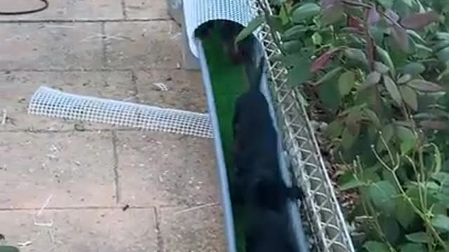 Dachshund puppies use ramp to get from the porch to play area!