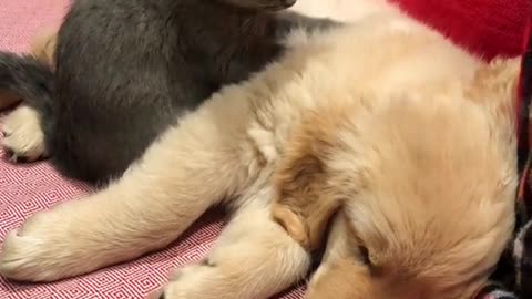 Cats and Dogs make you cry so cute#sorts