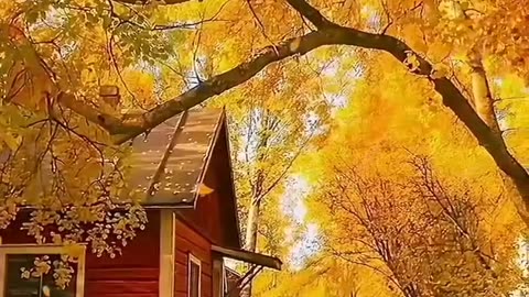 #short #shortvideo #beautiful #beautifulflowersintheworld #shorts #shortsviral