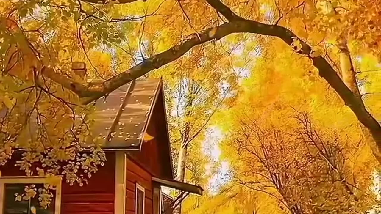 #short #shortvideo #beautiful #beautifulflowersintheworld #shorts #shortsviral