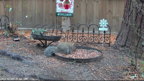 Live outdoor cam