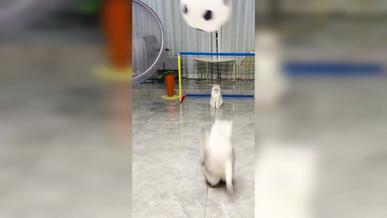 Playing with cute cats