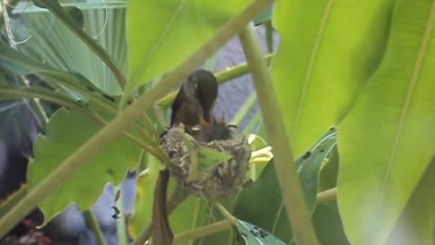 Baby hummingbirds